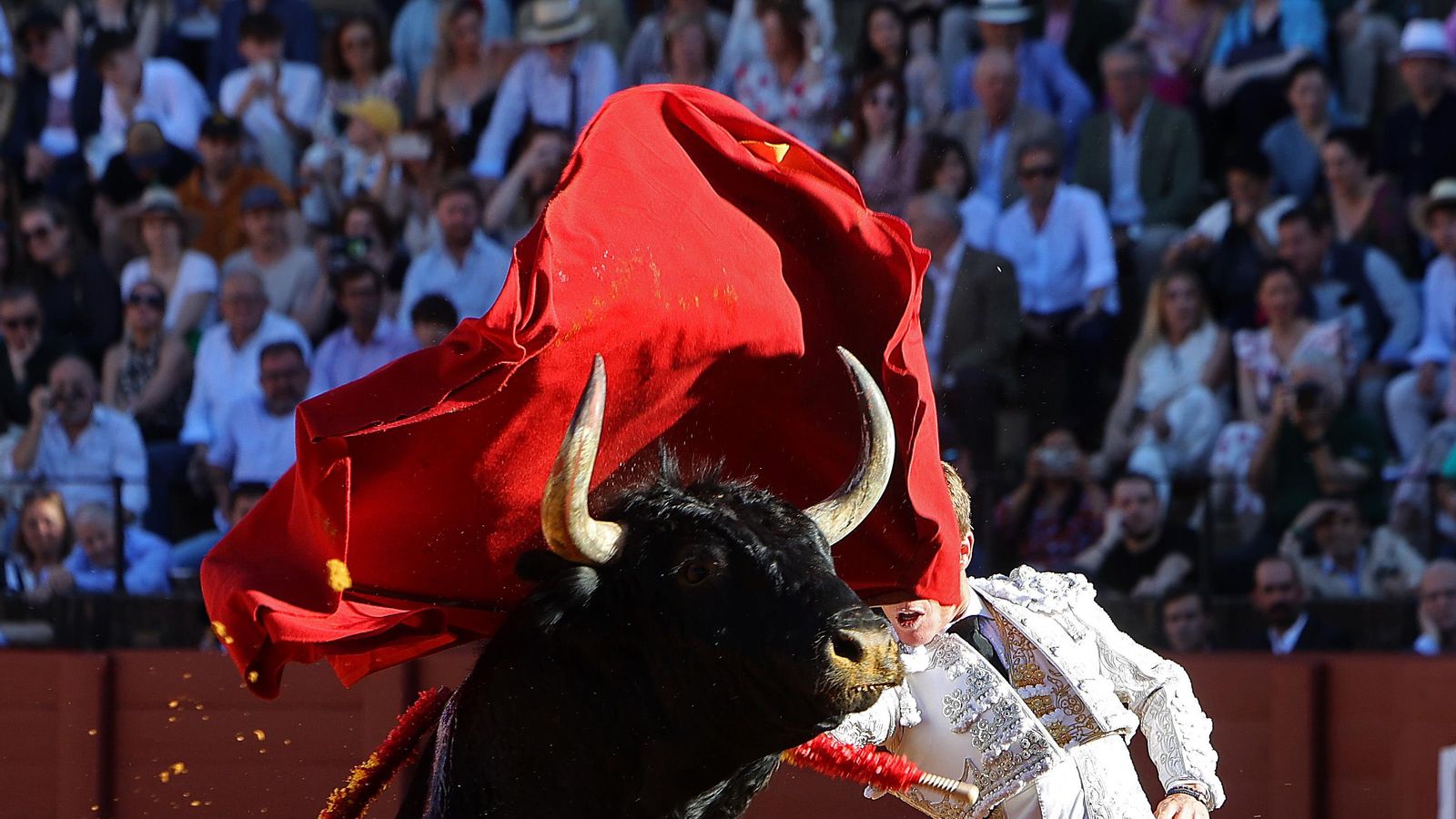 La organización Personas por el Trato Ético de los Animales (PETA) solicitó al papa León XIV que corte los lazos de la Iglesia Católica con la corridas de toros o la tauromaquia, una práctica que cada año cobra la vida de decenas de toros.
