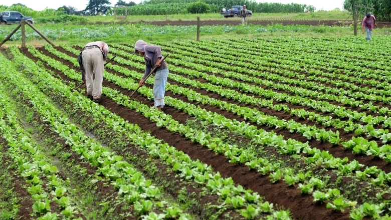 Desde 1967, la República Dominicana celebra el Día del Agricultor, una fecha oficial instituida para honrar a quienes dedican su vida al cultivo de la tierra, base esencial de la economía nacional y garante de la seguridad alimentaria.