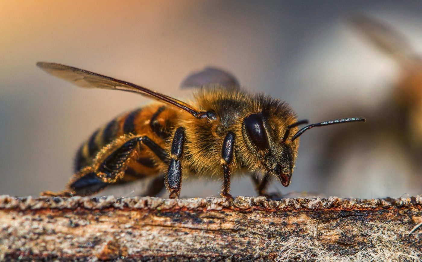 Para crear conciencia sobre la importancia de las abejas y otros polinizadores, la Asamblea General de las Naciones Unidas declaró el 20 de mayo como el Día Mundial de las Abejas.
