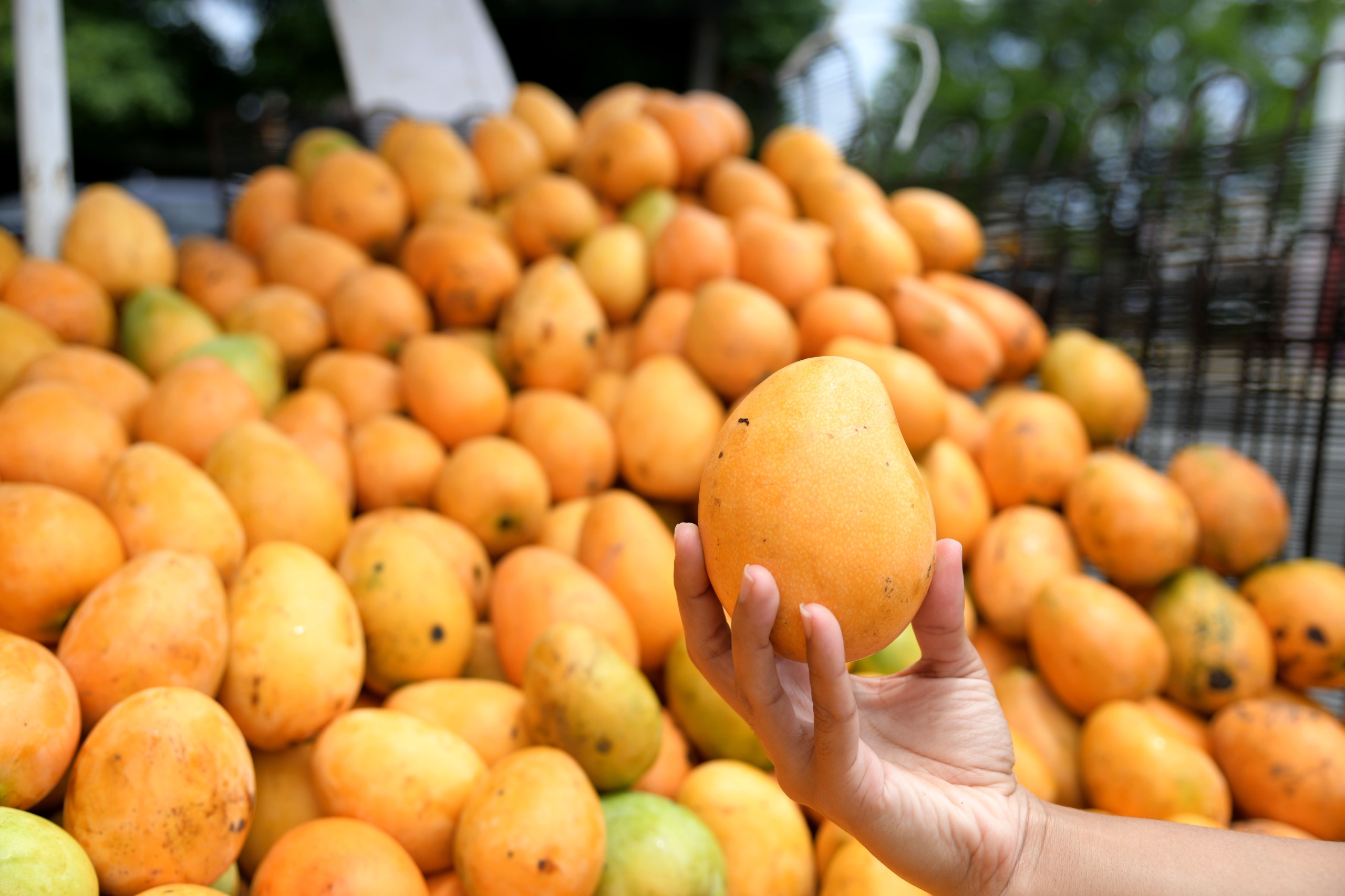 La producción de mango en República Dominicana es un referente mundial y las exportaciones de la fruta superan los 50 millones de dólares al año, alcanzando cifras récord de producción local, en especial de la variedad Mingolo, que es de gran atractivo en el mercado estadounidense.