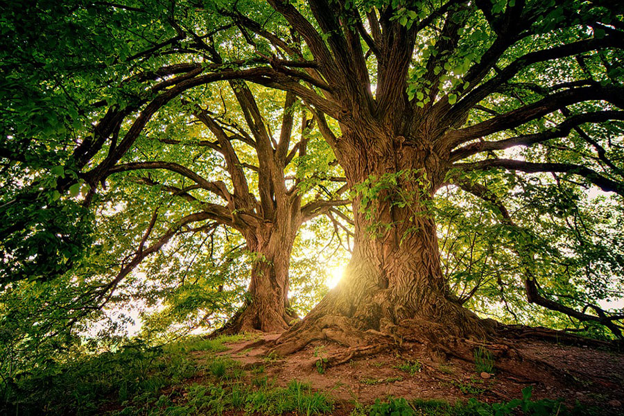 Cada 28 de junio se celebra el Día Mundial del Árbol, una fecha que pone en el centro del debate global la importancia de los árboles y bosques para la vida en el planeta. Considerados los “pulmones verdes” de la Tierra, los árboles purifican el aire, regulan el clima y son fundamentales para la biodiversidad y el equilibrio ambiental.