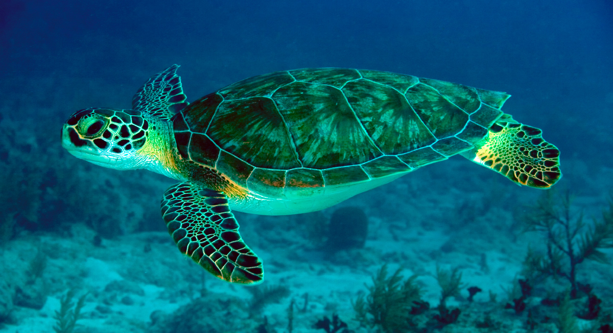 Este jueves 16 de junio se conmemora el Día Mundial de las Tortugas Marinas, una fecha dedicada a sensibilizar sobre la situación crítica que enfrentan estos antiguos habitantes de la Tierra.